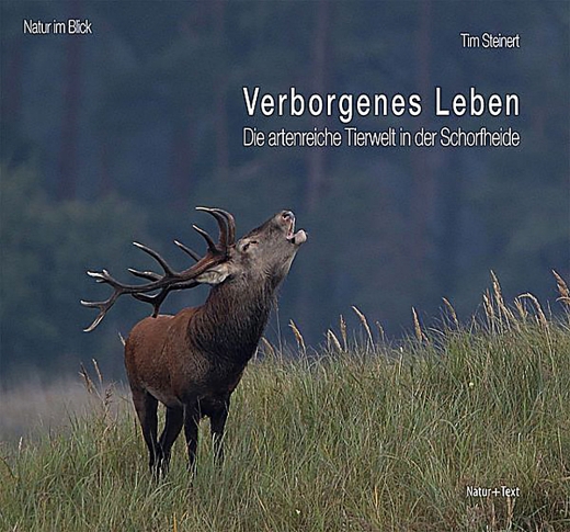 Verborgenes Leben: In der Dämmerung auf einer Wiese vor einem Wald stehender röhrender Hirsch