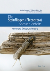Die Steinfliegen (Plecoptera) Sachsen-Anhalts: Ein Weibchen von Perlodes dispar hält sich an einem Stück Holz fest