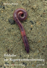 Bildatlas zur Regenwurmbestimmung: Da Cover zeigt einen Regenwurm, der in der oberen Hälfte eingerollt ist und auf Sandkörnern liegt.enschlüssel,s kringelt