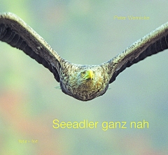 Seeadler ganz nah: Ein fliegender Seeadler in Nahaufnahme